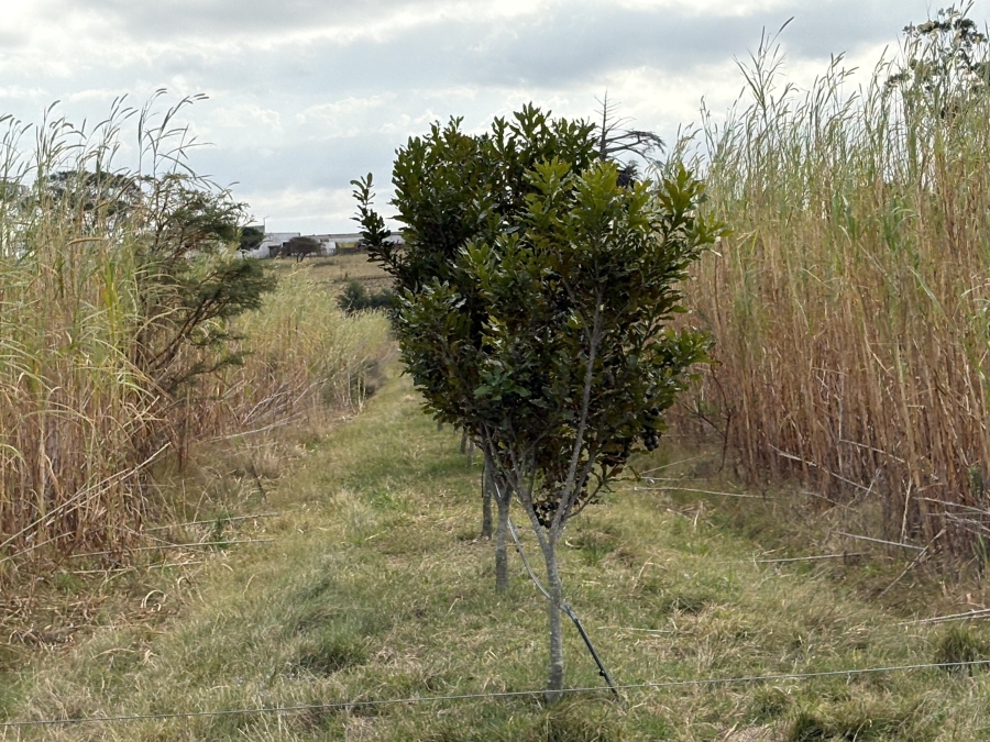 3 Bedroom Property for Sale in Kidds Beach Eastern Cape